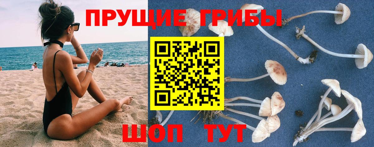 Богородск  Галлюциногенные грибы Psilocybine cubensis  Вход с VPN 