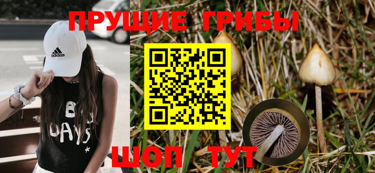 Галлюциногенные грибы мицелий  Псилоцибиновые грибы прущие грибы  Богородск 
